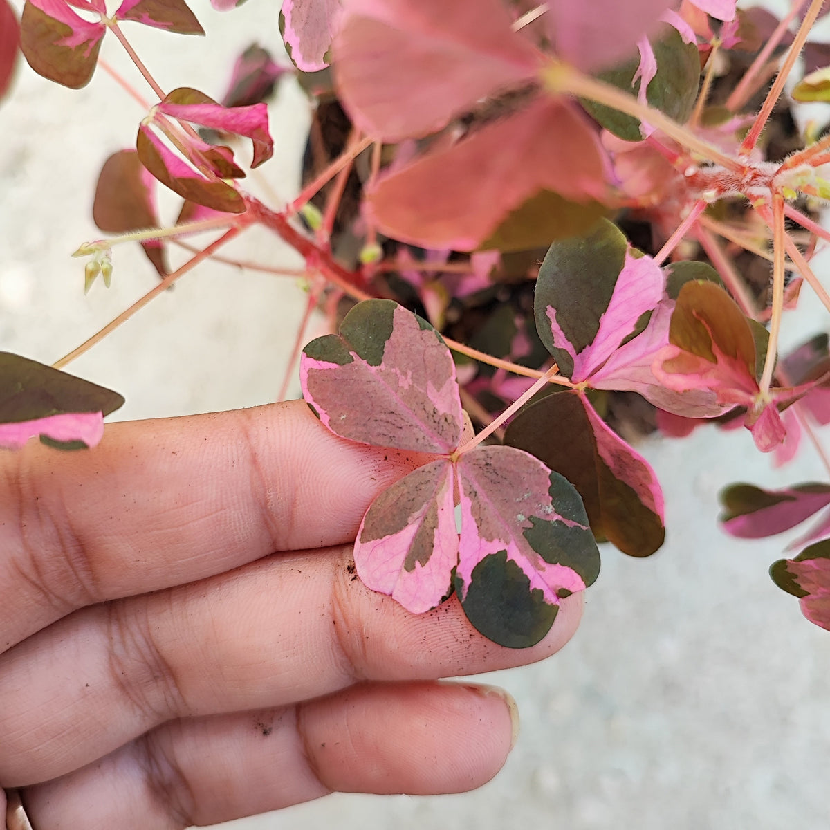 Oxalis VULCAN PINK monjungle