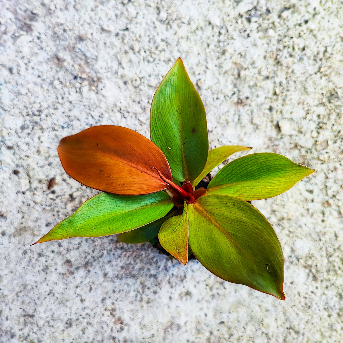 RARE Philodendron ORANGE SUN et pas une prince d'orange , rare philodendron avec feuilles oranges monjungle