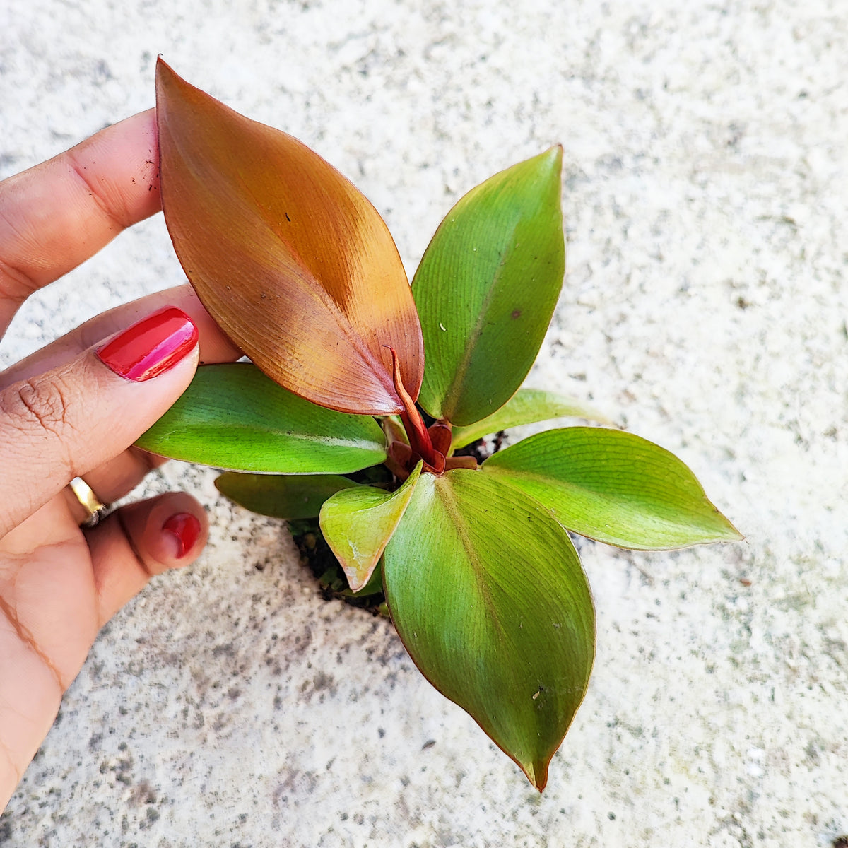 RARE Philodendron ORANGE SUN et pas une prince d'orange , rare philodendron avec feuilles oranges monjungle