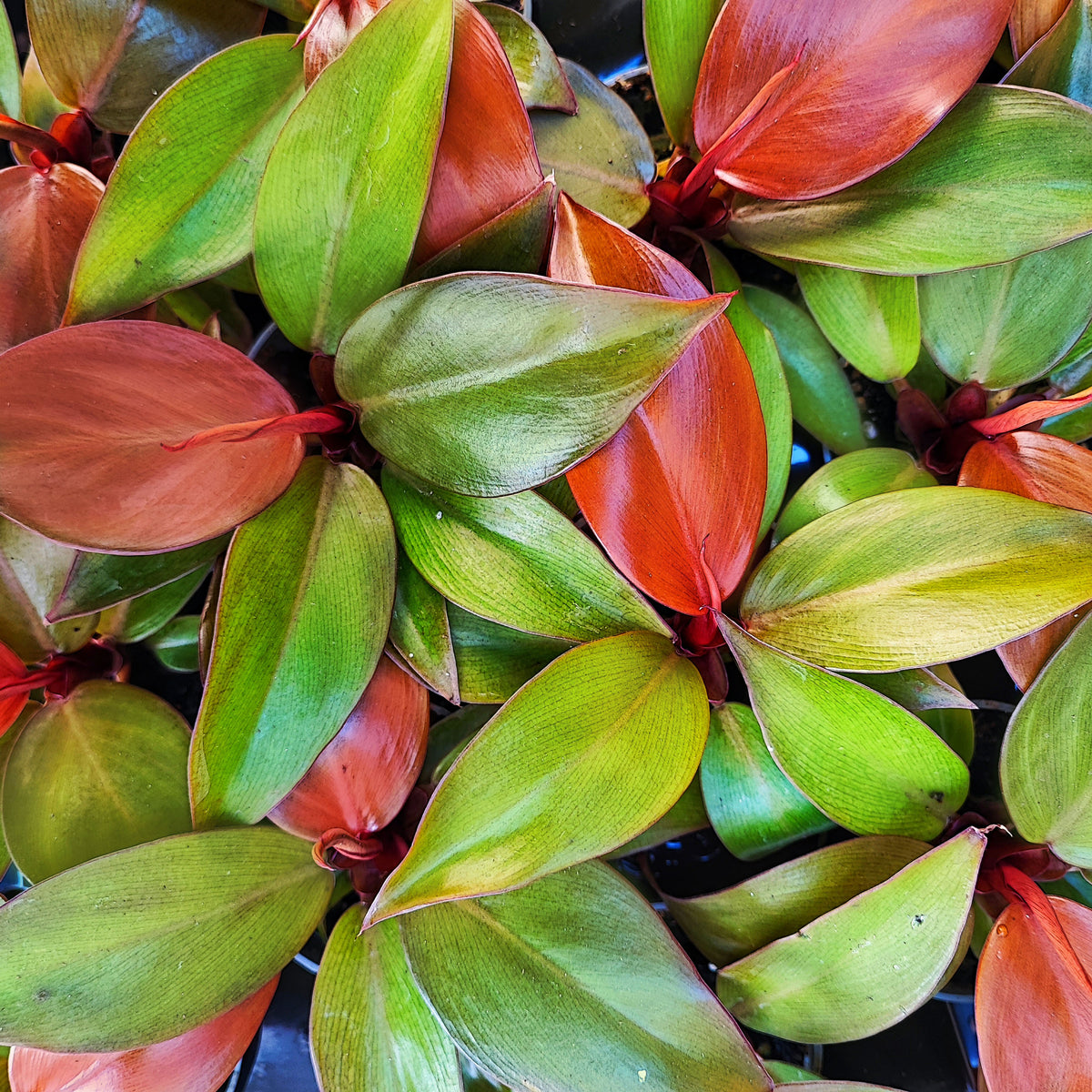 RARE Philodendron ORANGE SUN et pas une prince d'orange , rare philodendron avec feuilles oranges monjungle