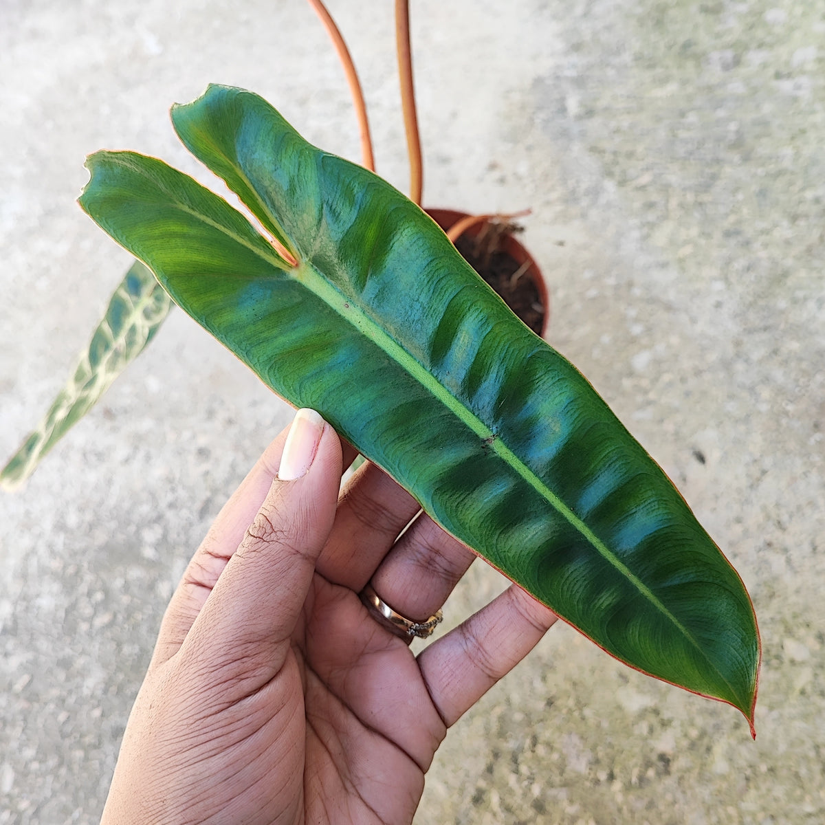 Philodendron Billietiae L monjungle