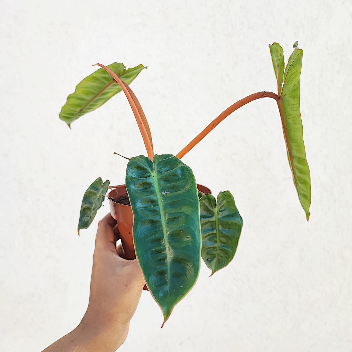 Philodendron Billietiae L monjungle