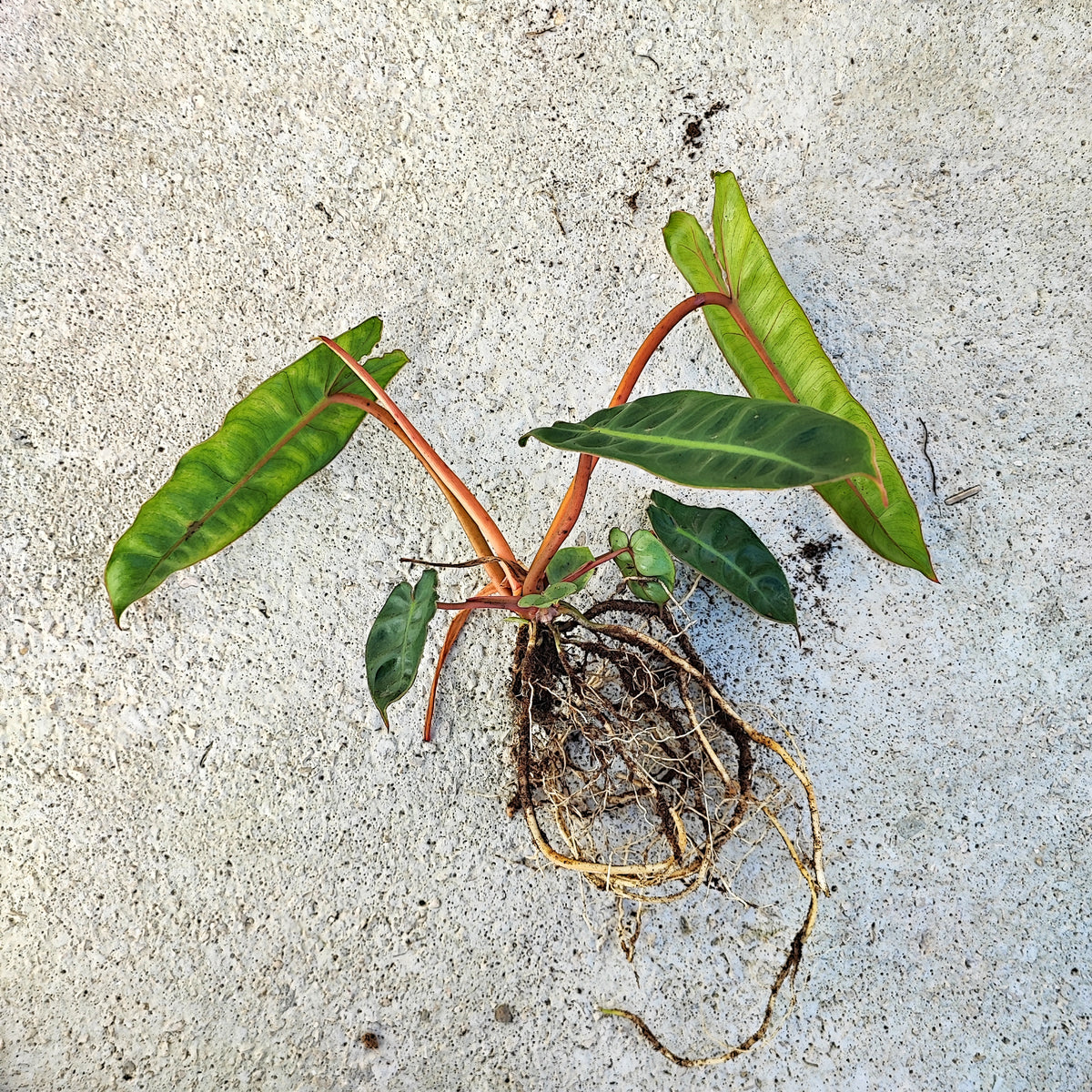 Philodendron Billietiae L monjungle