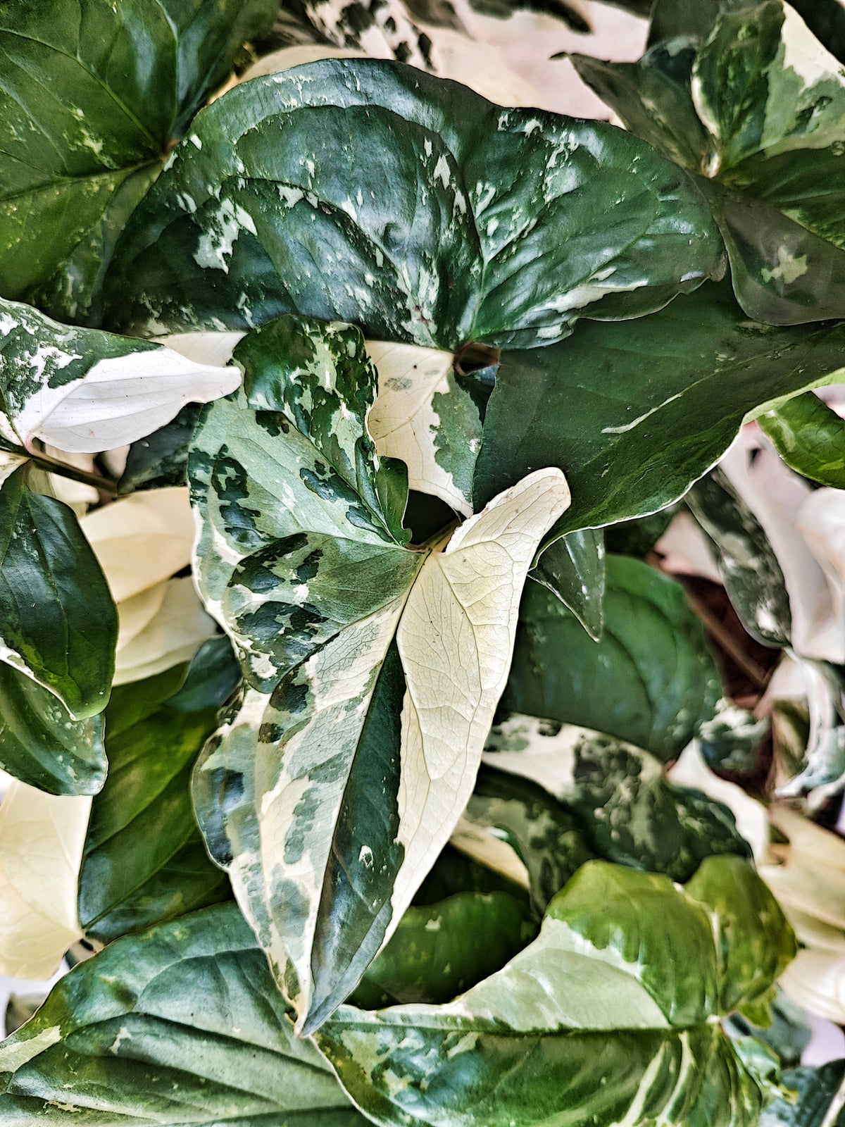Syngonium Albo Variegata boutures avec beaucoup de racine, Plante feuilles panachées vertes et blanches, Plantes rare de maison monjungle