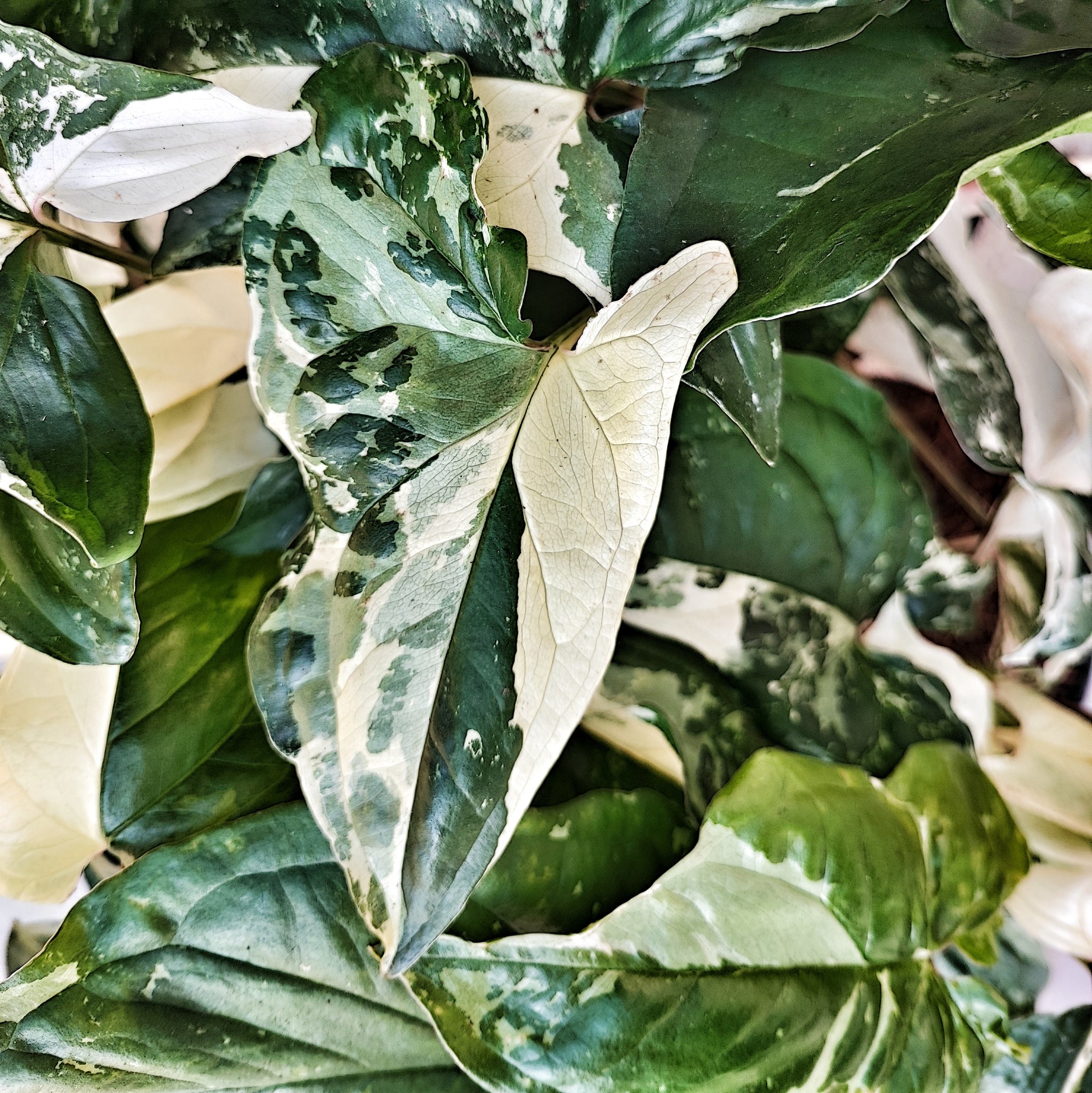 Syngonium Albo Variegata boutures avec beaucoup de racine, Plante feuilles panachées vertes et blanches, Plantes rare de maison - monjungle