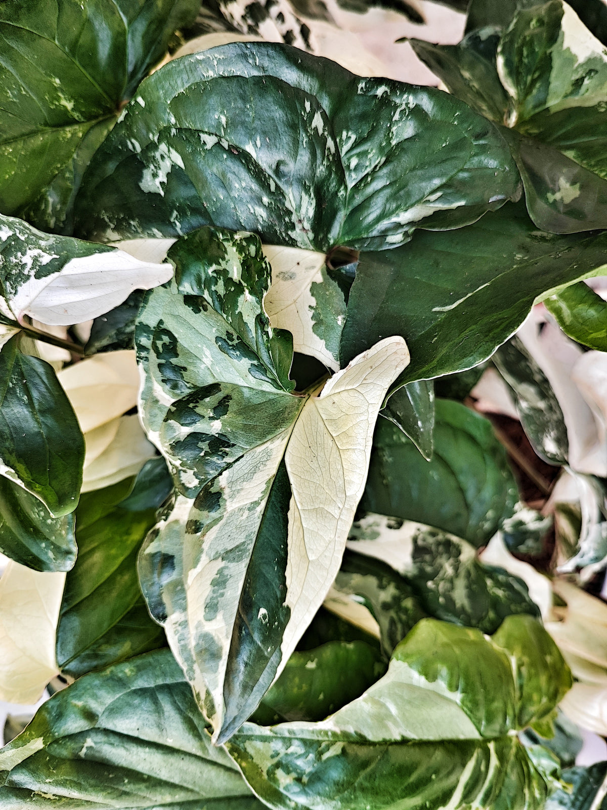 Syngonium Albo Variegata boutures avec beaucoup de racine, Plante feuilles panachées vertes et blanches, Plantes rare de maison monjungle