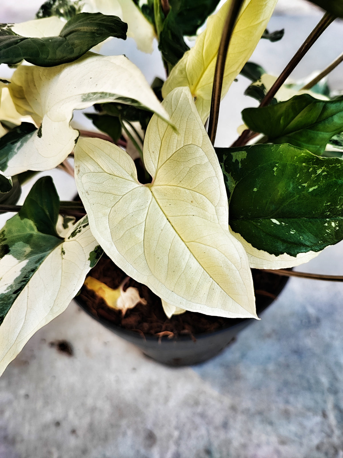 Syngonium Albo Variegata boutures avec beaucoup de racine, Plante feuilles panachées vertes et blanches, Plantes rare de maison monjungle