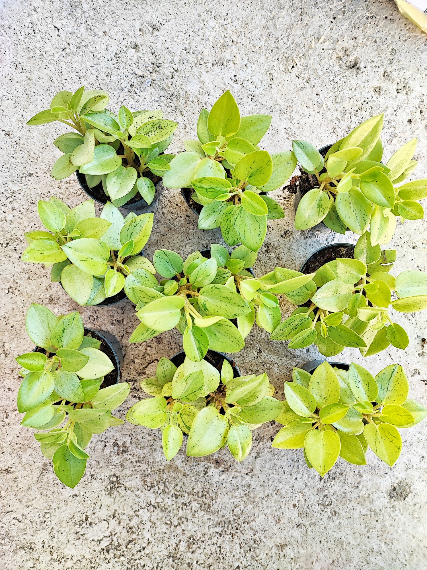 Peperomia pixie variegated (S), Magnifique bouture avec un effet marbre sur les feuilles couleur vert d'eau - monjungle