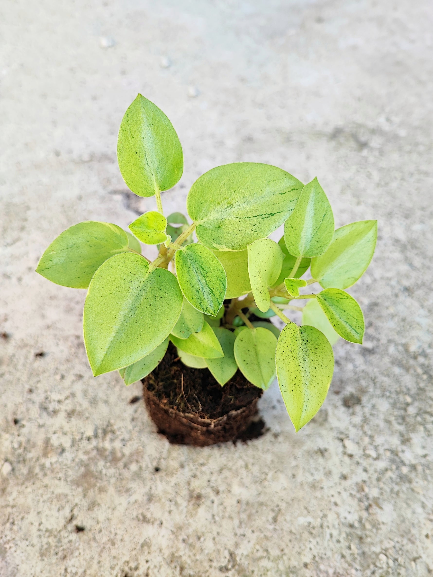 Peperomia pixie variegated (S), Magnifique bouture avec un effet marbre sur les feuilles couleur vert d'eau - monjungle