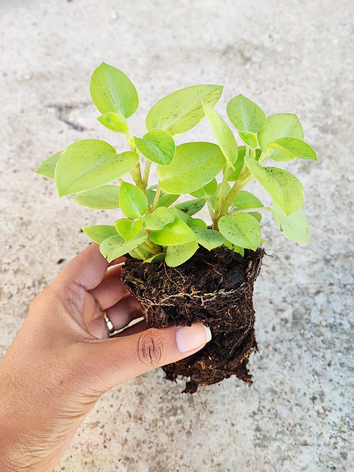 Peperomia pixie variegated (S), Magnifique bouture avec un effet marbre sur les feuilles couleur vert d'eau - monjungle