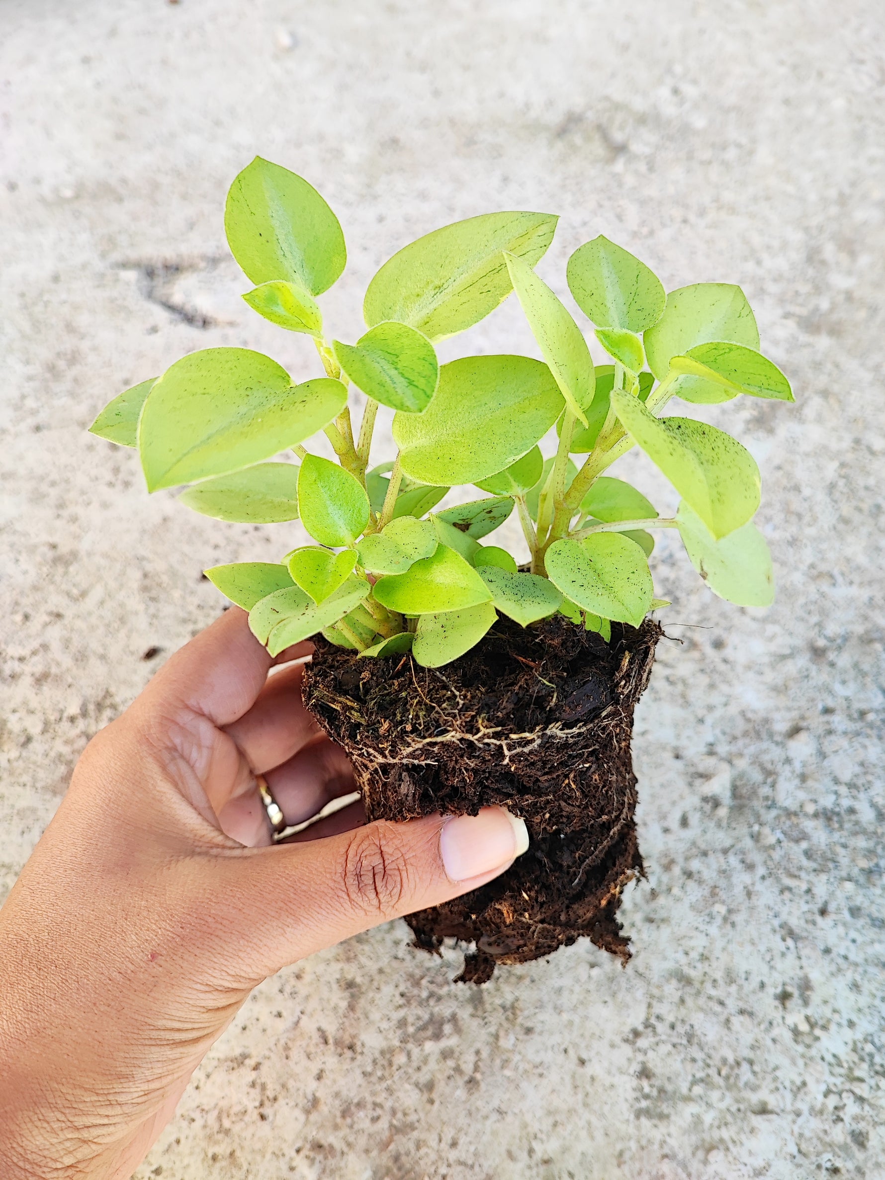 Peperomia pixie variegated (S), Magnifique bouture avec un effet marbre sur les feuilles couleur vert d'eau - monjungle