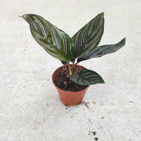 Bouture De Calathea Ornata Environ 3 5 Feuilles Plante D int rieur Av bouture-de-calathea-ornata-environ-3-5-feuilles-plante-d-int-rieur-av