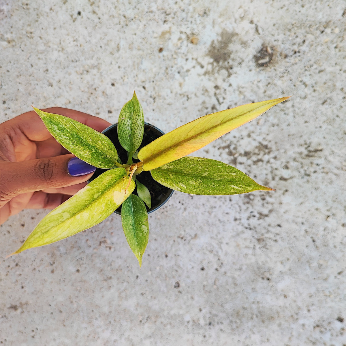 Philodendron RING OF FIRE monjungle