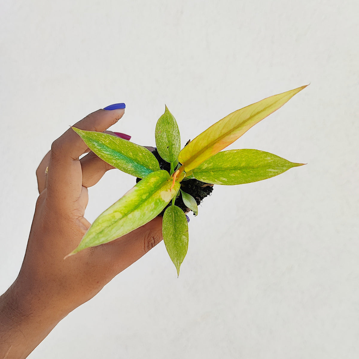 Philodendron RING OF FIRE monjungle