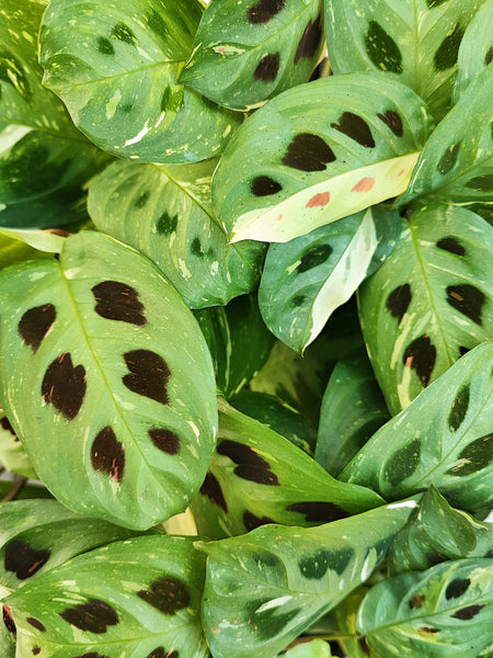 Maranta Kerchoveana Variegata- Très belle bouture panachée avec une touche d'orange sur les feuilles- Maranta plante prieuse - monjungle