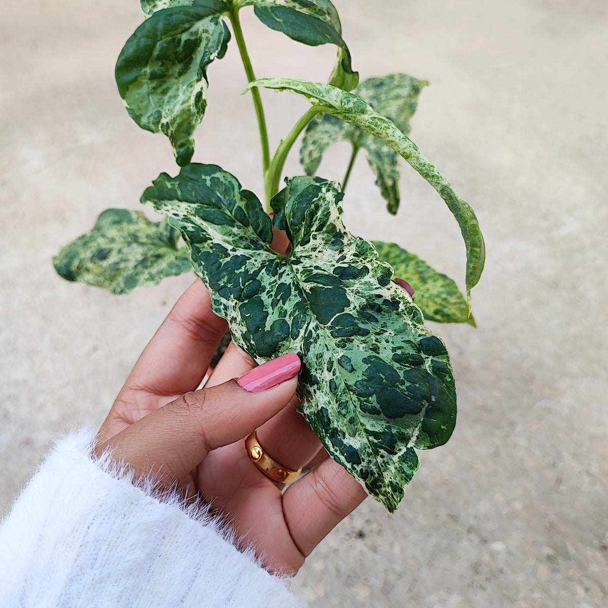 Syngonium MOTTLED MOJITO S - Ultra belle bouture de cinq feuilles panachées enracinée en terre monjungle