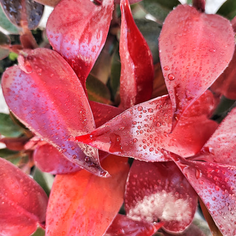 Philodendron RED SUN, Très belles boutures rouges vif enracinées en terre Active Demandes de réapprovisionnement : 0 - monjungle