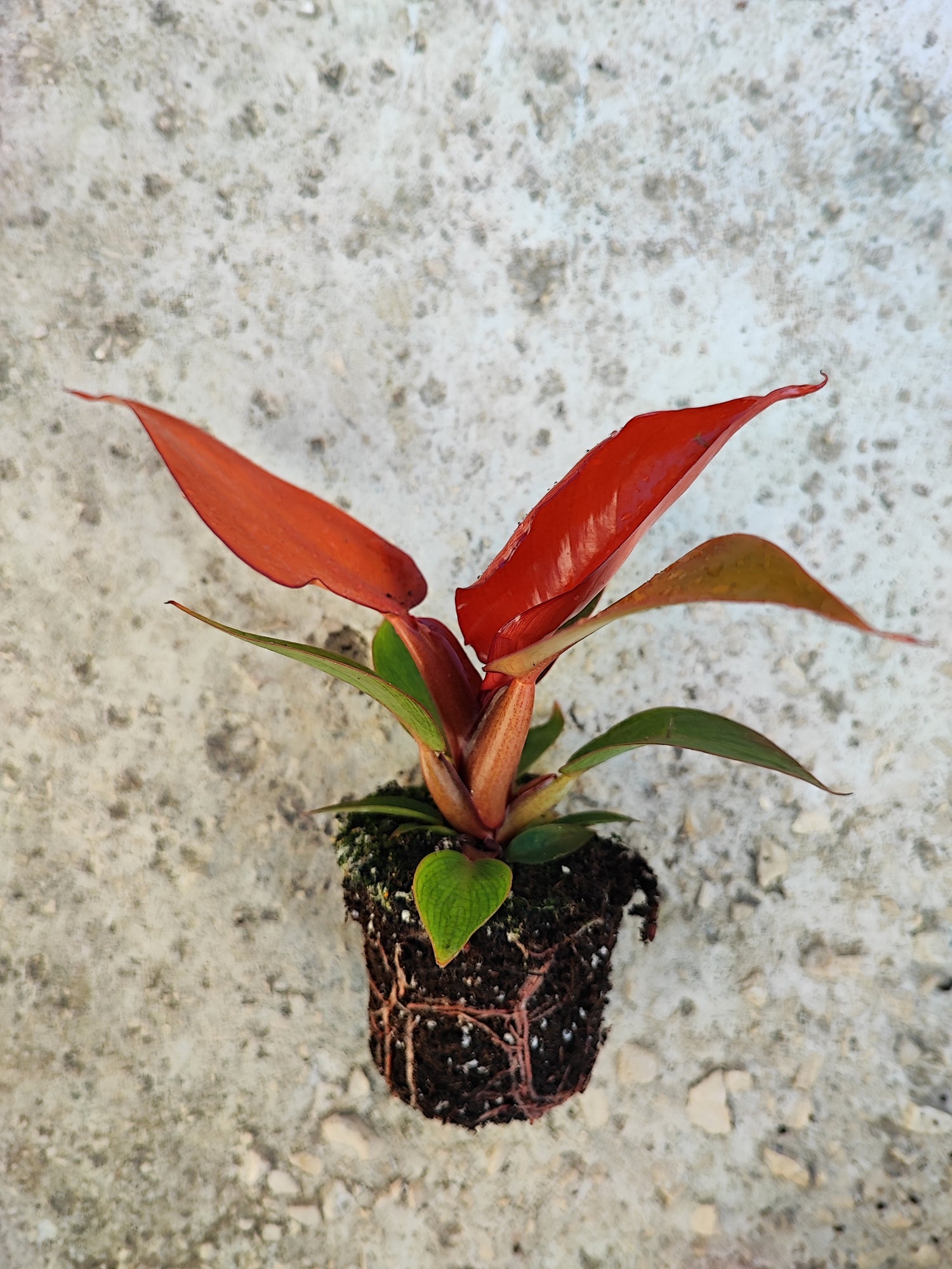 Philodendron RED SUN, Très belles boutures rouges vif enracinées en terre Active Demandes de réapprovisionnement : 0 - monjungle