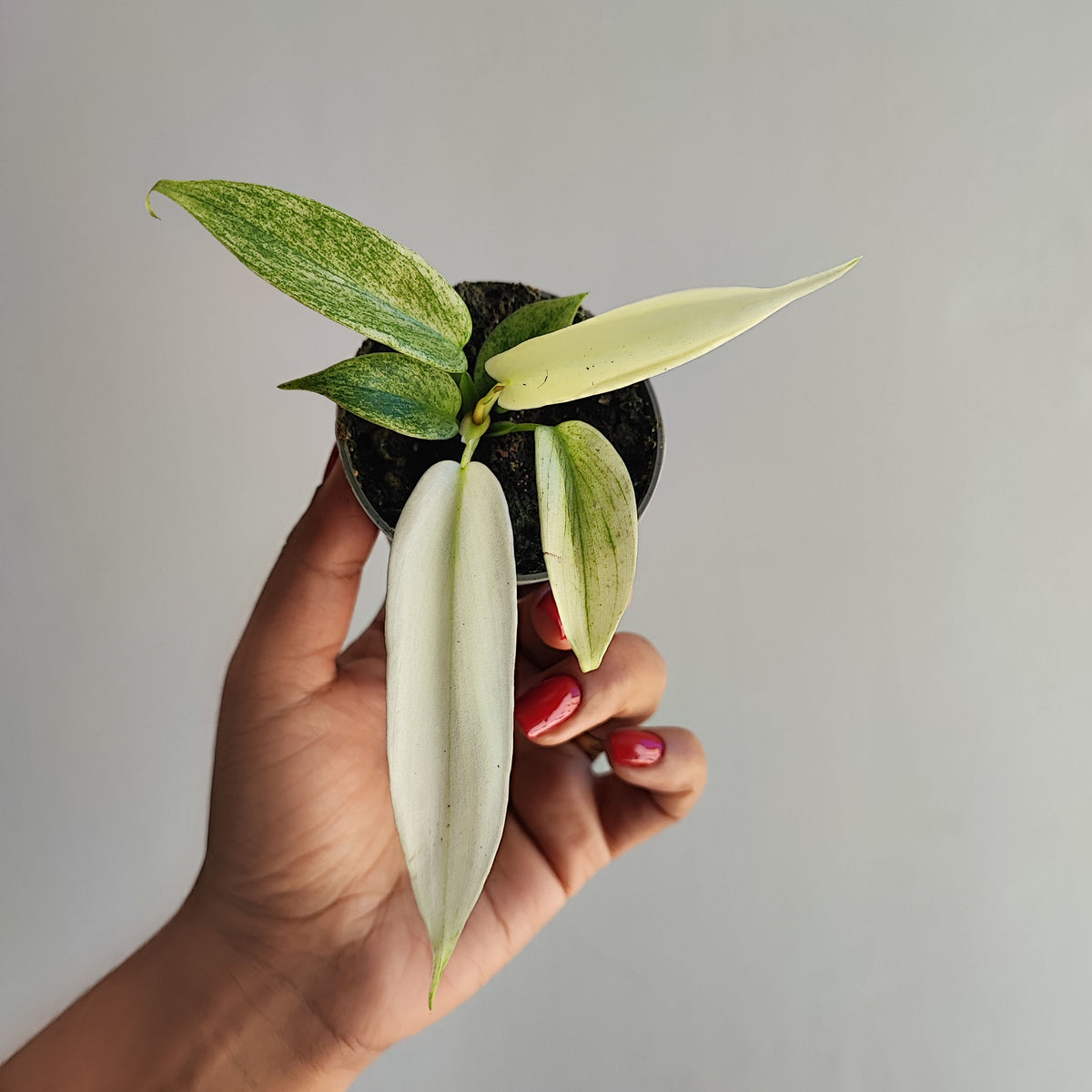 Philodendron Florida Ghost monjungle