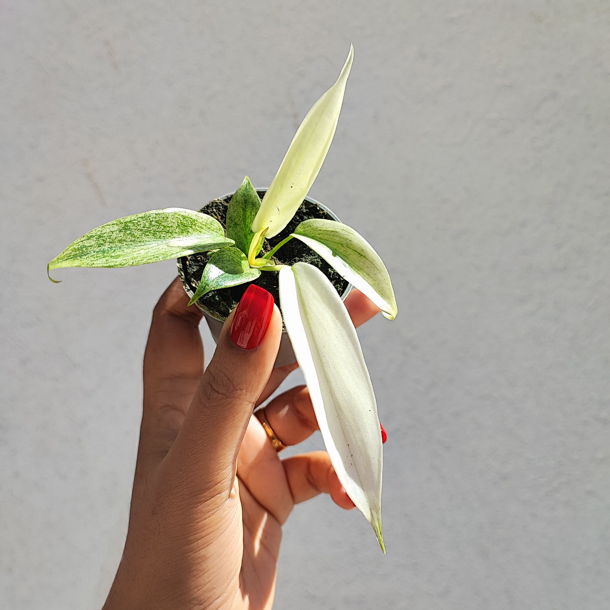 Philodendron Florida Ghost monjungle