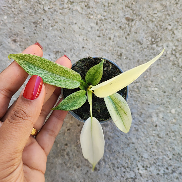 Philodendron Florida Ghost - Magnifique boutures rares avec les feuilles blanches et panachées - monjungle