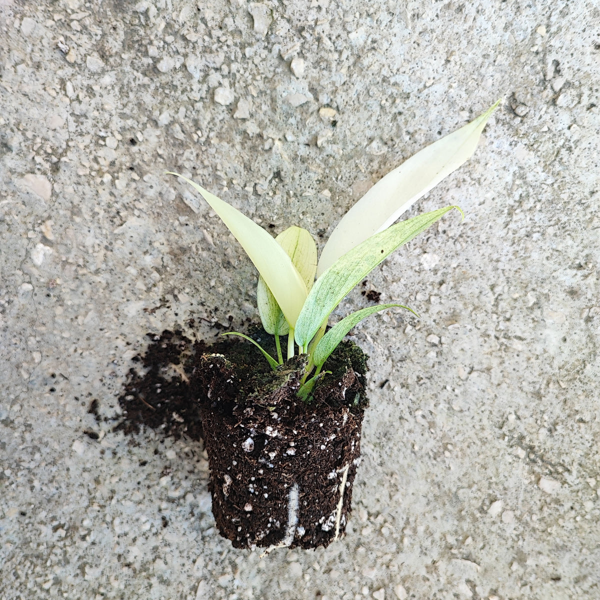 Philodendron Florida Ghost monjungle