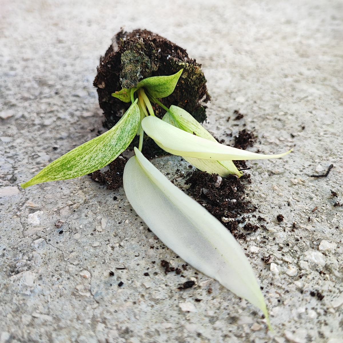 Philodendron Florida Ghost monjungle