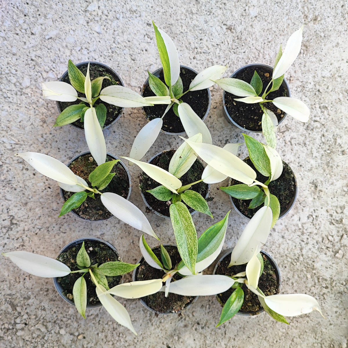 Philodendron Florida Ghost monjungle