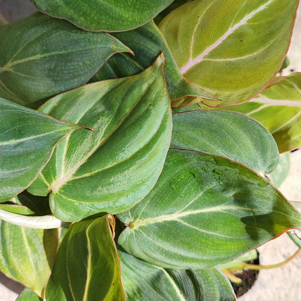 Philodendron Gloriosum M monjungle