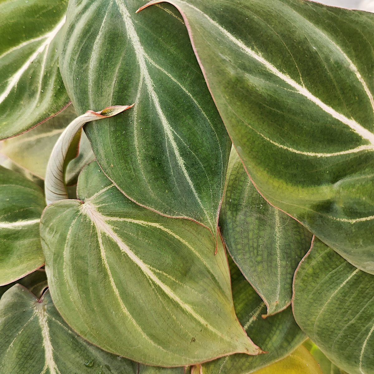 Philodendron Gloriosum M monjungle