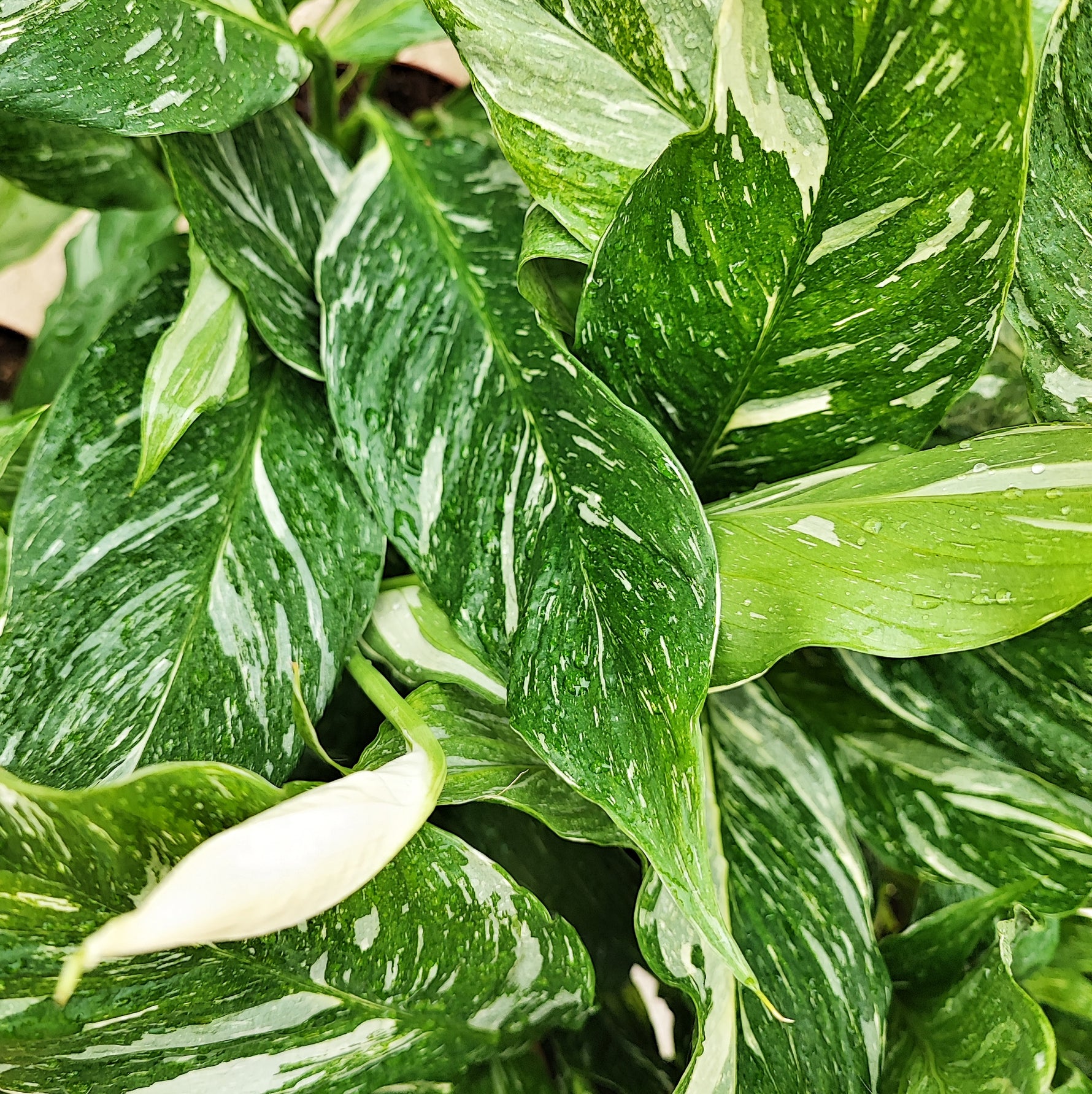 variegated peace lily picasso vs domino Spathiphyllum Domino