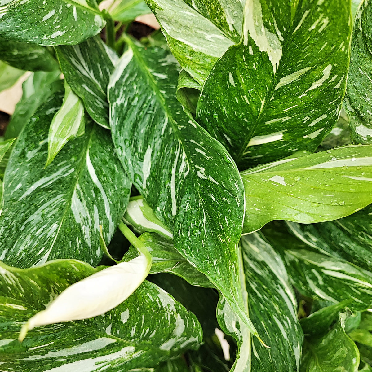 spathiphyllum domino variegata - Plante d'intérieur avec plusieurs feuilles et système racinaire très bien développée- Paix lily Variegata monjungle