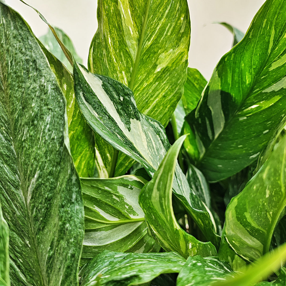 spathiphyllum domino variegata - Plante d'intérieur avec plusieurs feuilles et système racinaire très bien développée- Paix lily Variegata monjungle