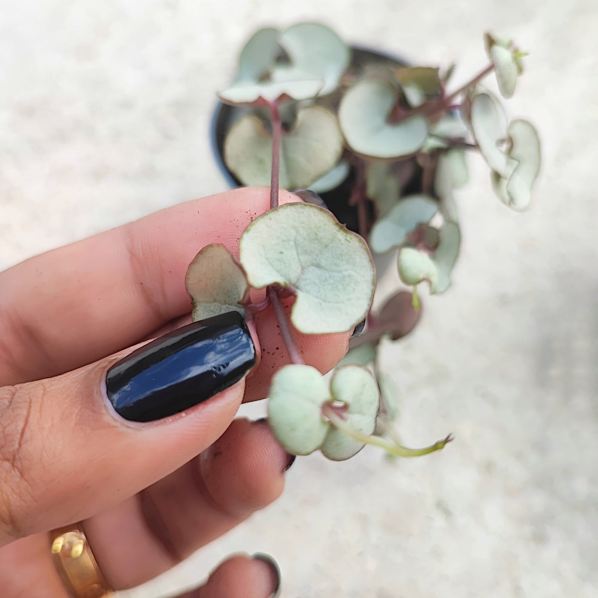 Ceropegia woodii Silver Glory monjungle