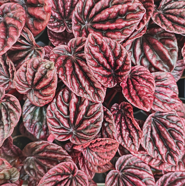 Peperomia Carpeta Red Luna - monjungle