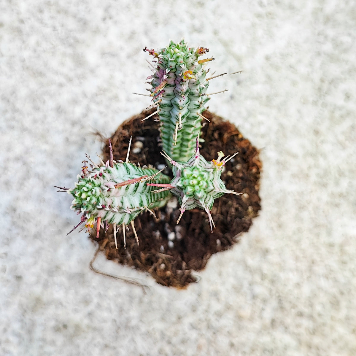 Euphorbia Mammillaris Variegata monjungle