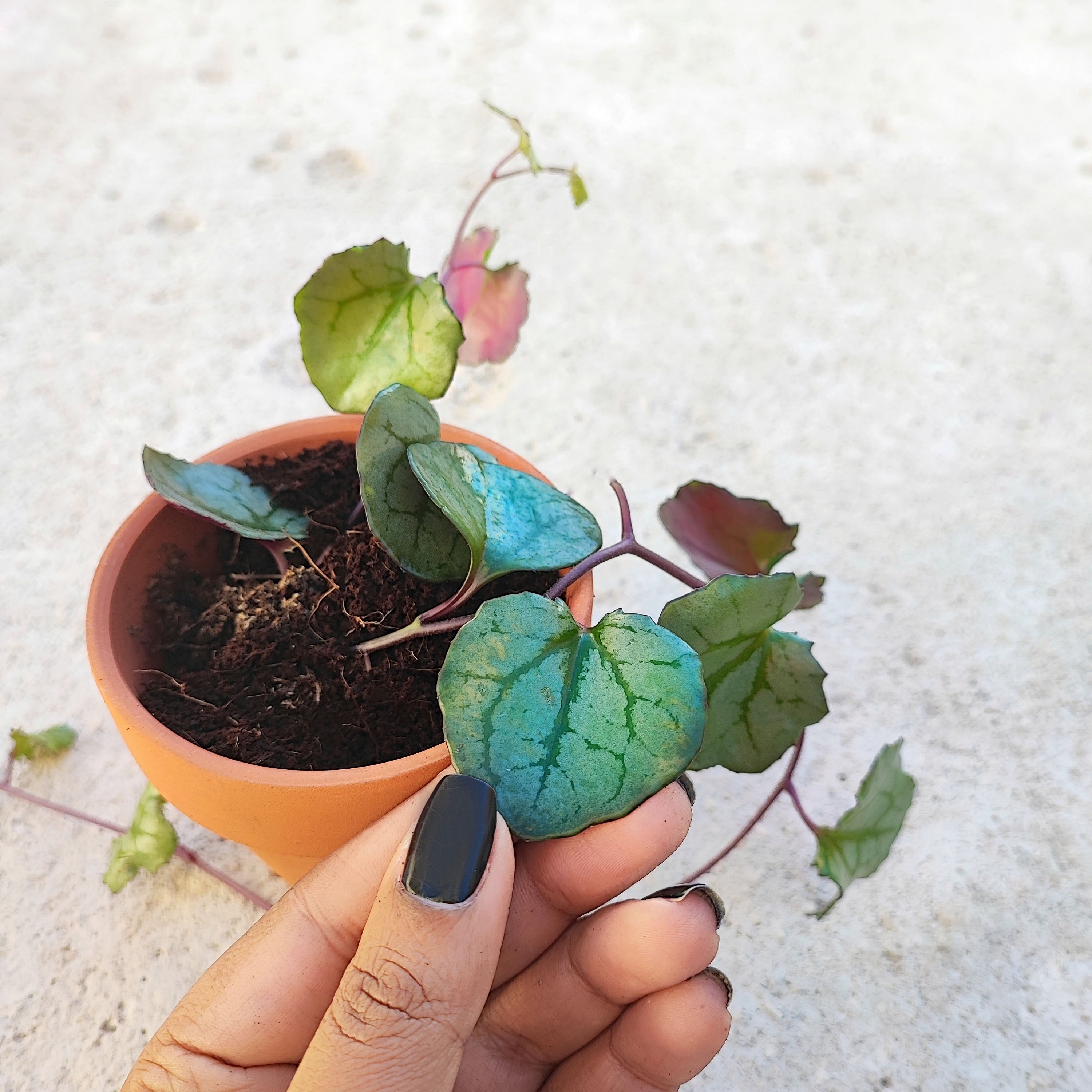 Senecio mikanioides magic marble – monjungle