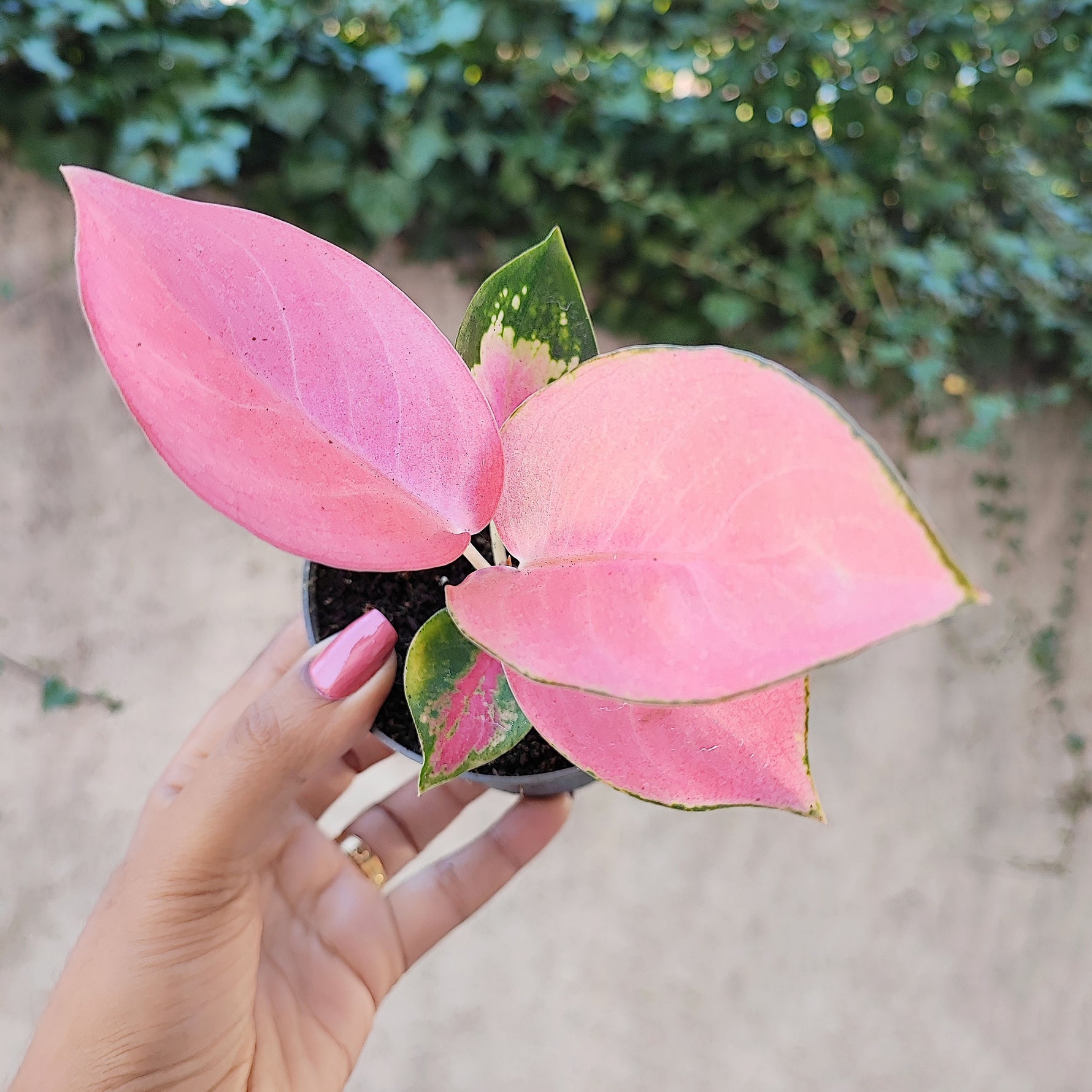 aglaonema rose pink Aglaonema Valkyrie