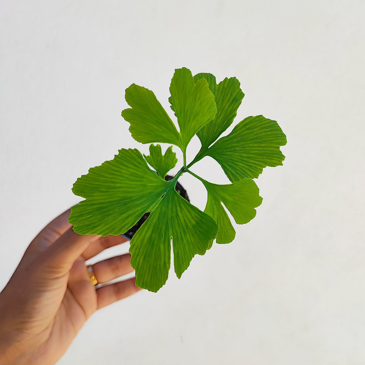 Ginkgo biloba Horizontalis monjungle