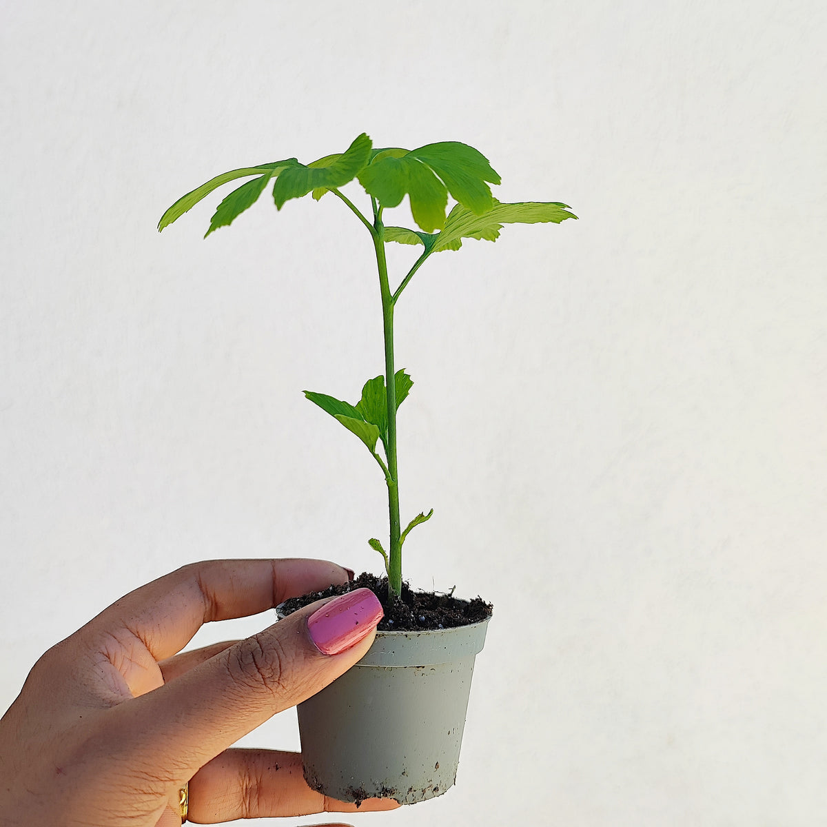 Ginkgo biloba Horizontalis monjungle