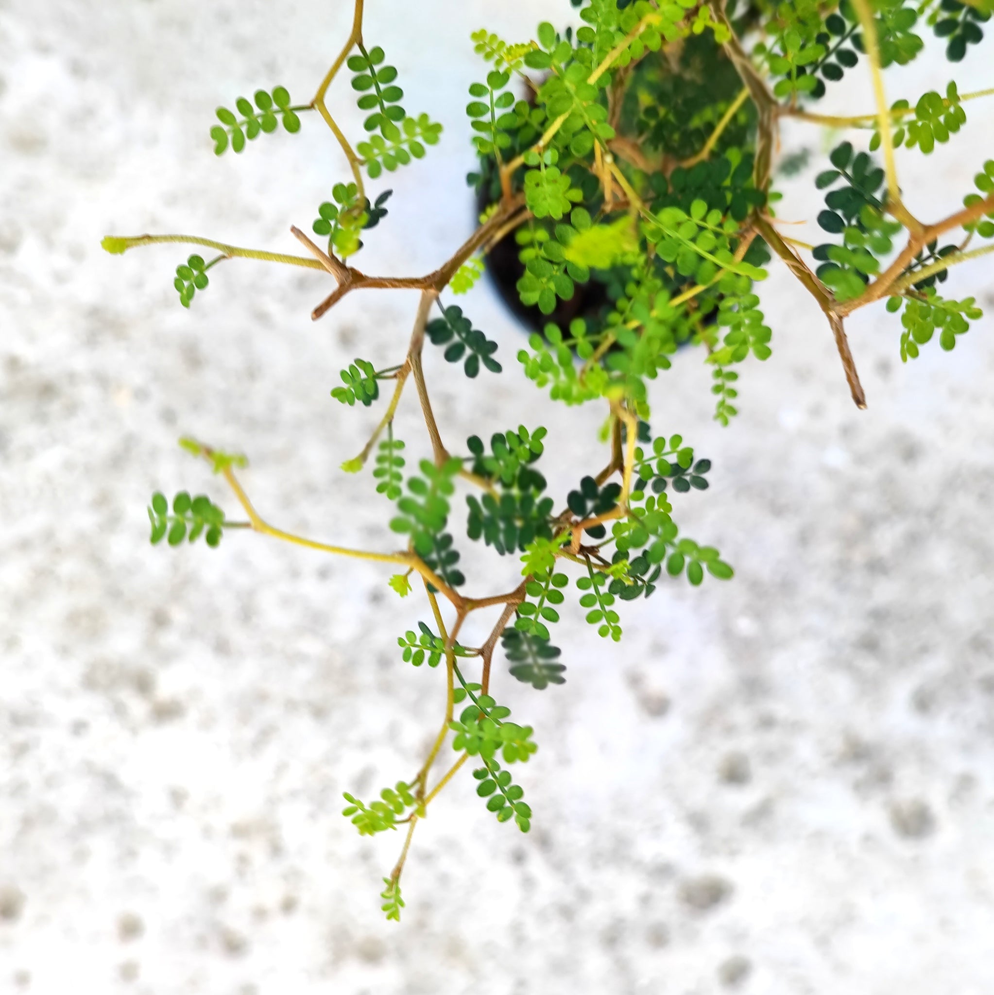 Sophora prostrata Little Baby Bonsaï, arbre nain avec les feuilles miniscules - monjungle