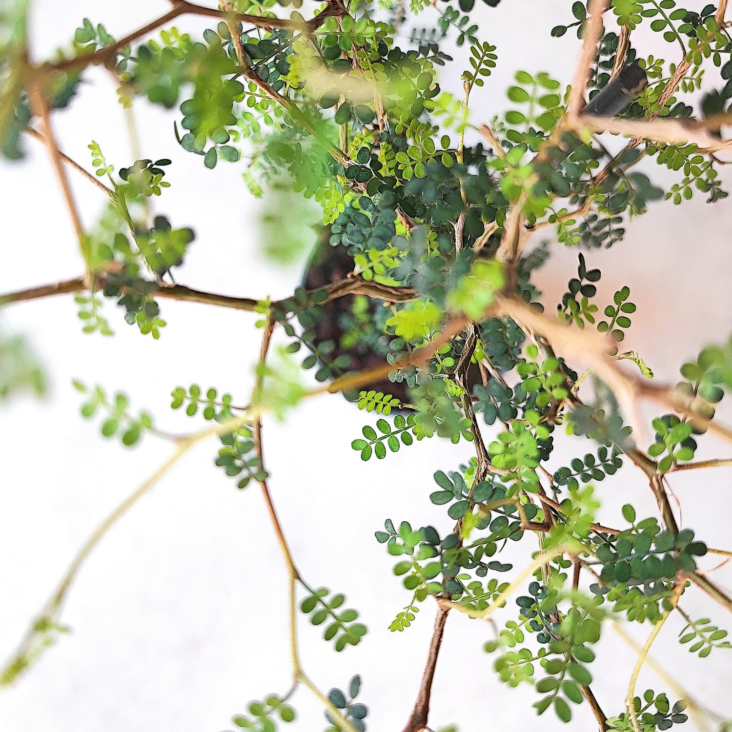 Sophora prostrata Little Baby Bonsaï, arbre nain avec les feuilles miniscules - monjungle