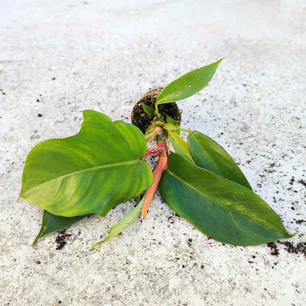 Philodendron Squamiferum bouture (S), plante tropicale avec les pétioles rouges - monjungle