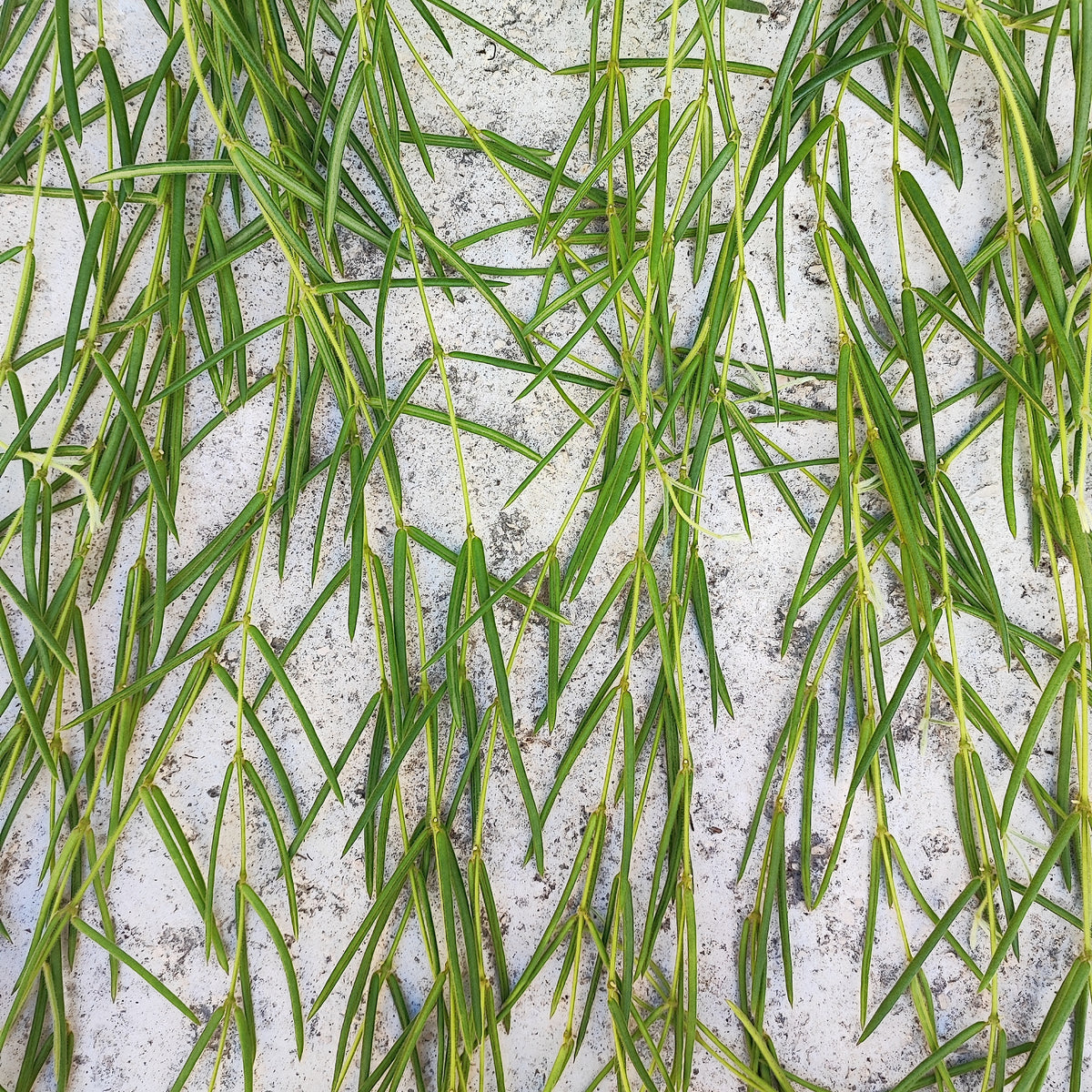 Hoya linearis boutures monjungle