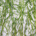 Hoya linearis boutures, plante ornamentale fleuri de maison en belles laines, deux laines de bouture de hoya linearis - monjungle