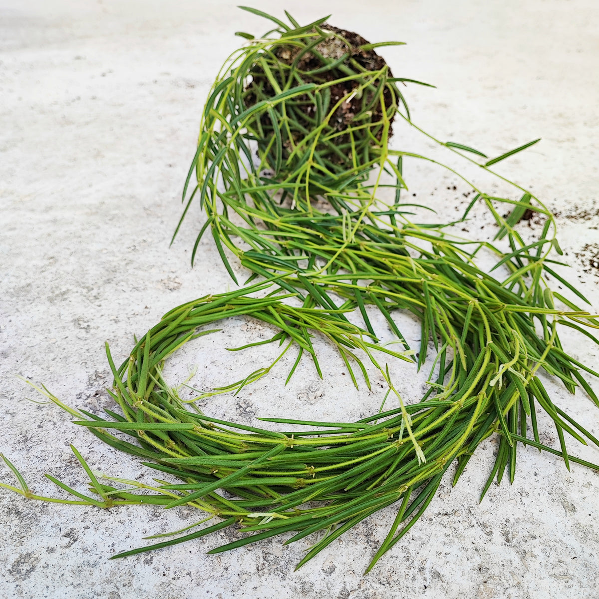 Hoya linearis boutures monjungle