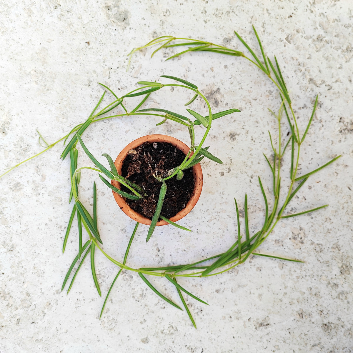 Hoya linearis boutures monjungle