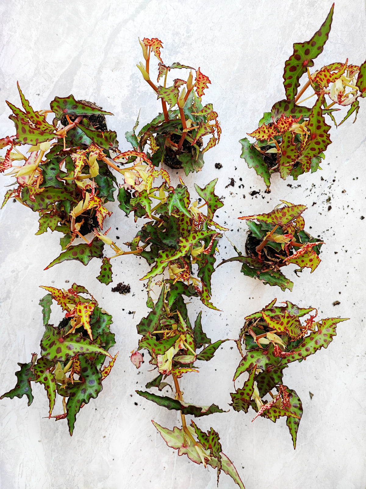 Begonia amphioxus monjungle