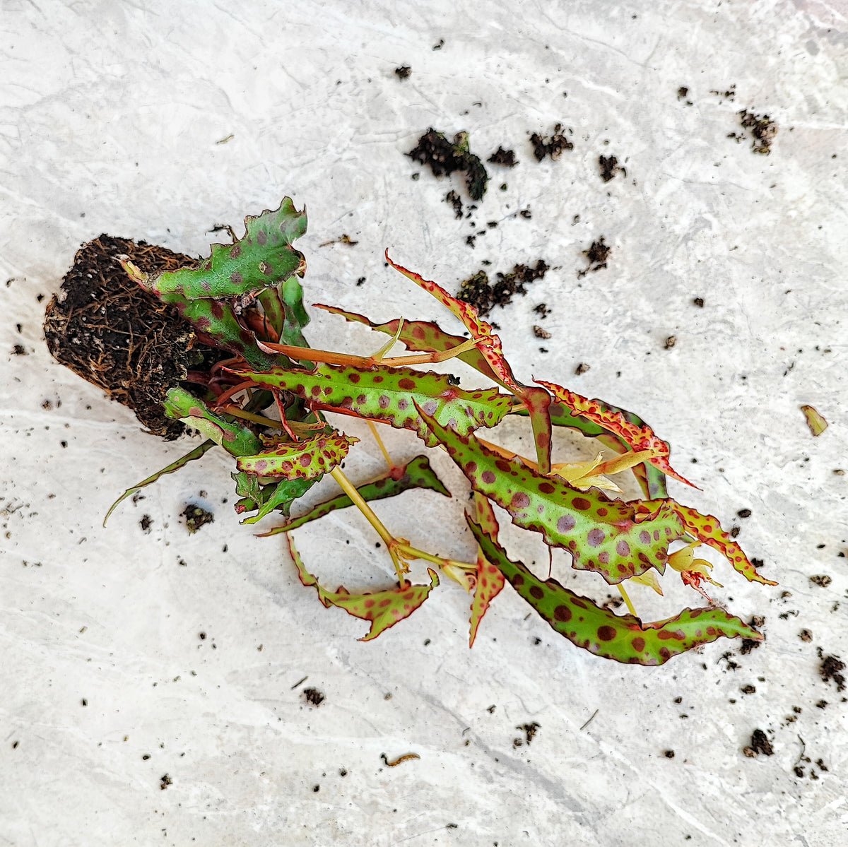 Begonia amphioxus monjungle