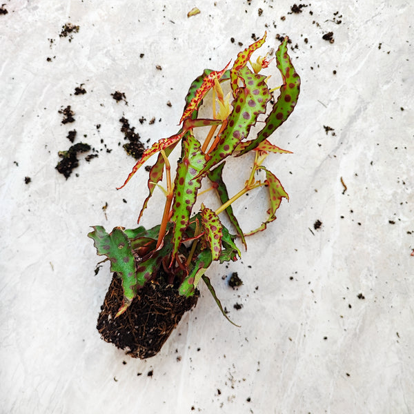 Begonia amphioxus - deux boutures très colorées de plante de begonia - monjungle